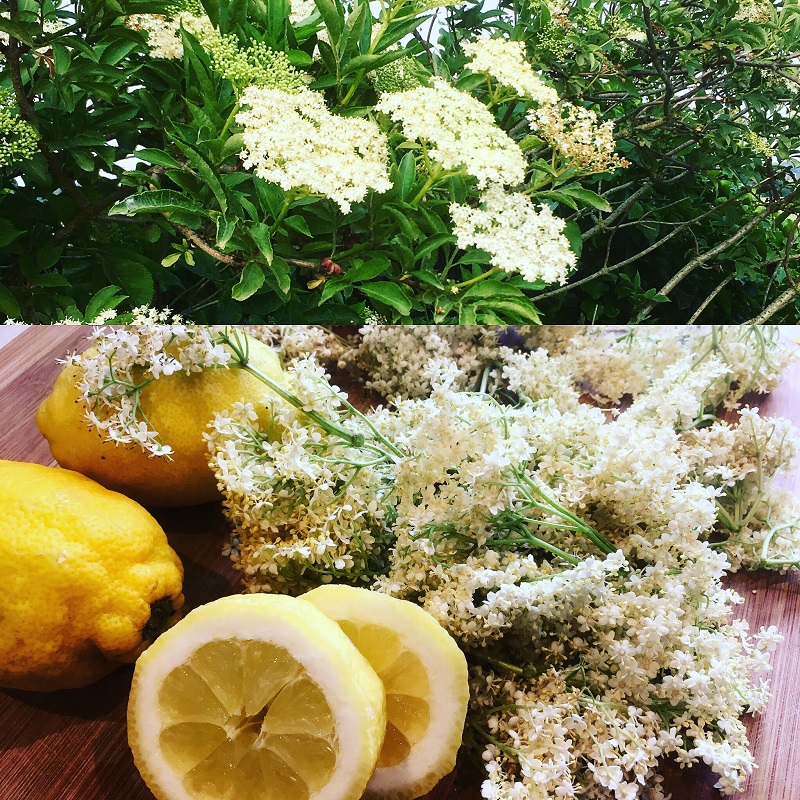 Elderflower